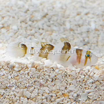 Black Barred Circus Goby