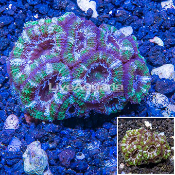 LiveAquaria® Cultured Acan Lord Coral