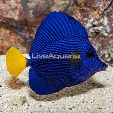 Purple Tang