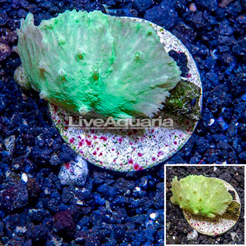 LiveAquaria® Cultured Green Cabbage Leather Coral