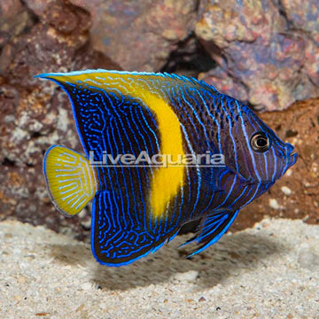 Maculosus Angelfish, Sub-Adult