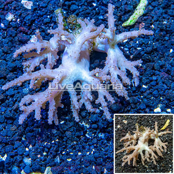 Sinularia Leather Coral Vietnam