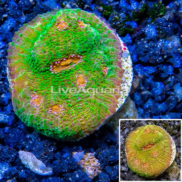 LiveAquaria® Cultured Chalice Coral