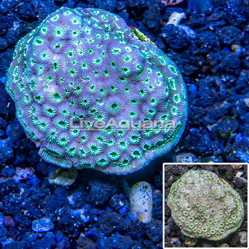 LiveAquaria® Cultured Pavona Coral