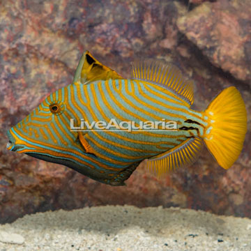 Undulated Triggerfish