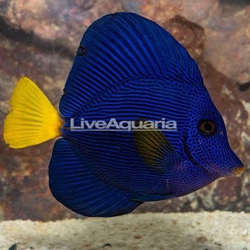Purple Tang