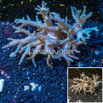 Sinularia Leather Coral Vietnam