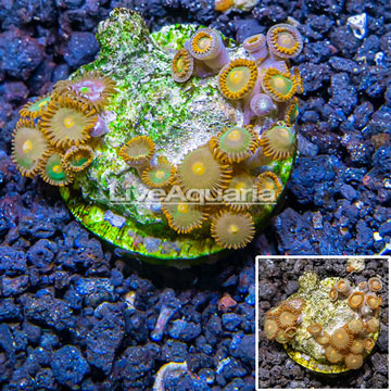 Zoanthus Coral Indonesia