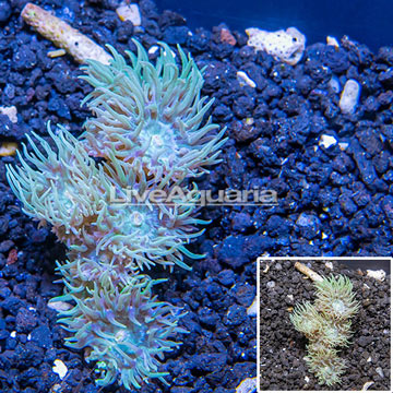 Ultra Duncan Coral Australia