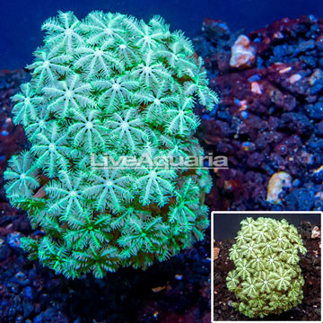 LiveAquaria® Cultured Pipe Organ Coral