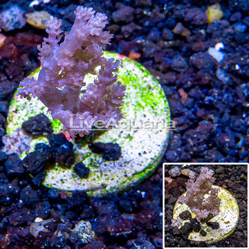 LiveAquaria® Cultured Pineapple Tree Coral