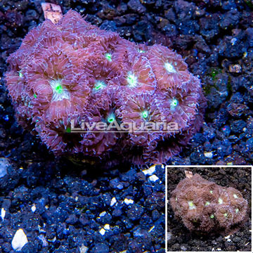 LiveAquaria® Cultured Blastomussa Coral
