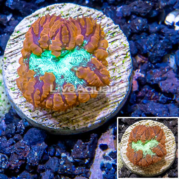 LiveAquaria® Cultured Blastomussa Coral