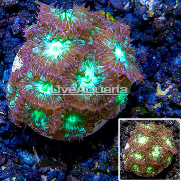 LiveAquaria® Cultured Blastomussa Coral