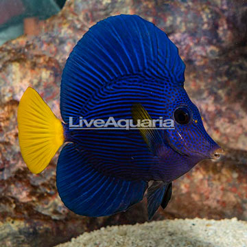 Purple Tang