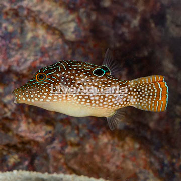 Blue Spotted Toby Puffer