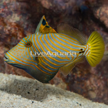 Undulated Triggerfish