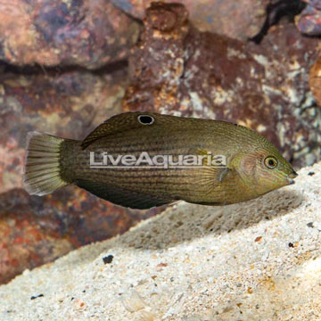 Dusky Wrasse