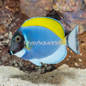 Powder Blue Tang