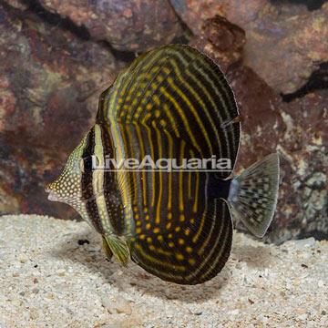 Desjardini Sailfin Tang