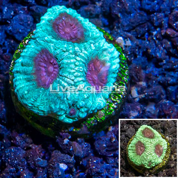 LiveAquaria® Cultured Favia Brain Coral