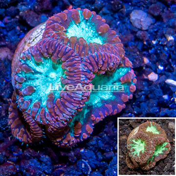 LiveAquaria® Cultured Blastomussa Coral