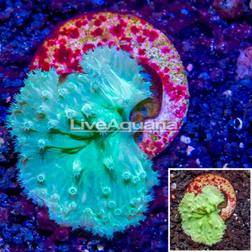 LiveAquaria® Cultured Green Cabbage Leather Coral