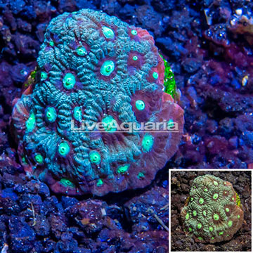 LiveAquaria® Cultured War Coral