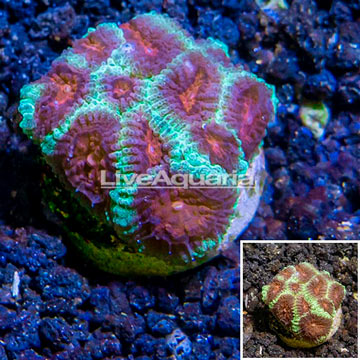 LiveAquaria® Cultured Favia Coral