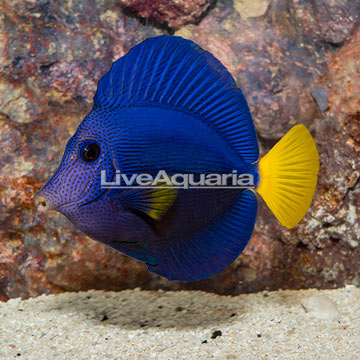 Purple Tang