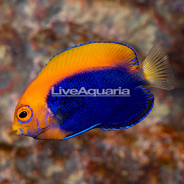 Flameback Angelfish