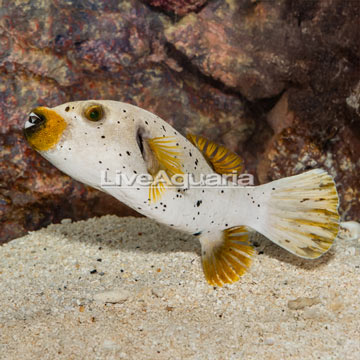 Dogface Puffer