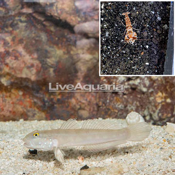 Blue Spotted Goby With Tiger Snapping Shrimp