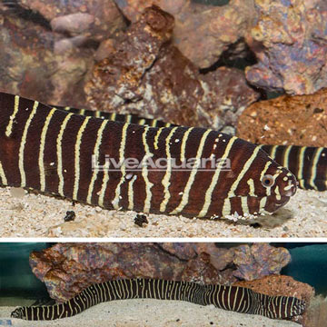 Zebra Eel