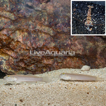 Blue Spot Goby Pair With Tiger Snapping Shrimp