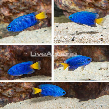 Yellowtail Damselfish, 5-Lot