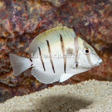 Convict Tang