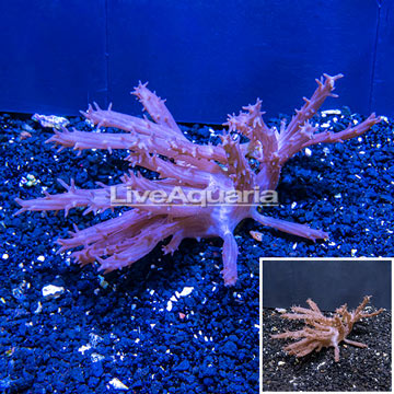 Tree Coral Indonesia
