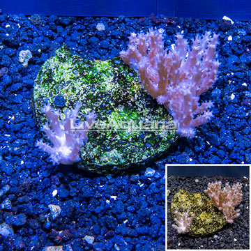 Tree Coral Indonesia