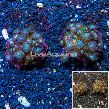 Zoanthus Coral Pair Indonesia