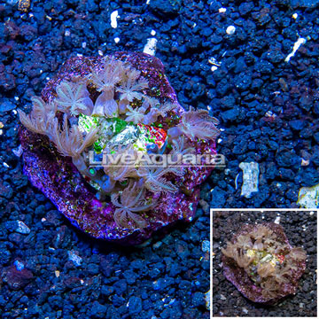 Pom Pom Xenia Indonesia