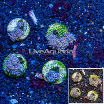 LiveAquaria® Cultured Xenia Coral, Four Pack