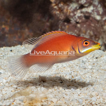 Scarlet Pin Stripe Wrasse