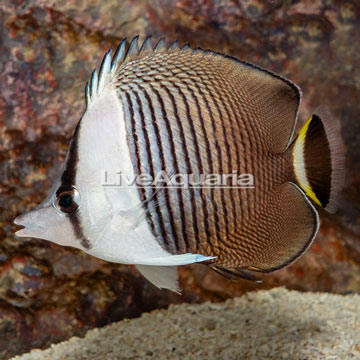 Whiteface Butterflyfish