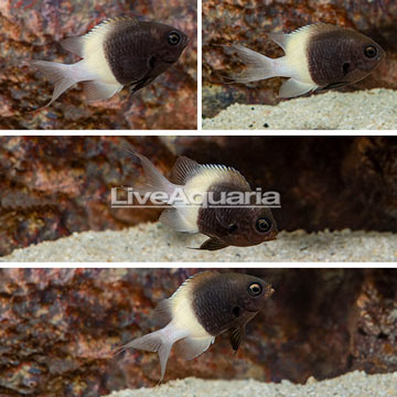 Black & White Chromis, 4 Lot