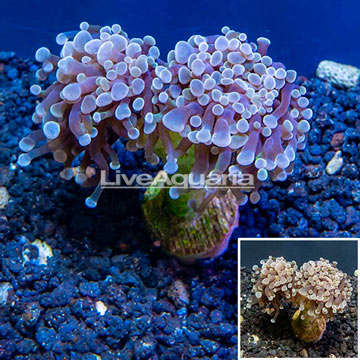 LiveAquaria® Cultured Hammer Coral