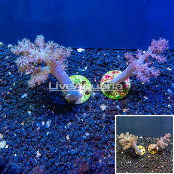 LiveAquaria® Cultured Pineapple Tree Coral, Two Pack