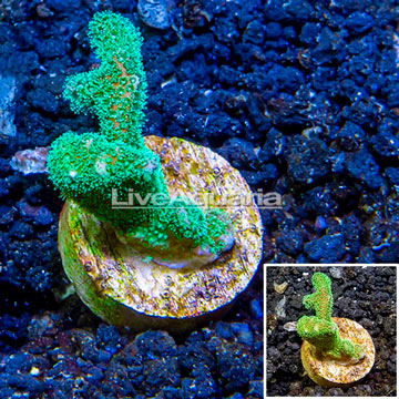 LiveAquaria® Cultured Pocillopora Coral