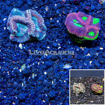 LiveAquaria® Cultured Goniastrea Brain Coral, Two Pack