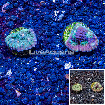 LiveAquaria® Cultured Ultra Chalice Coral, Two Pack